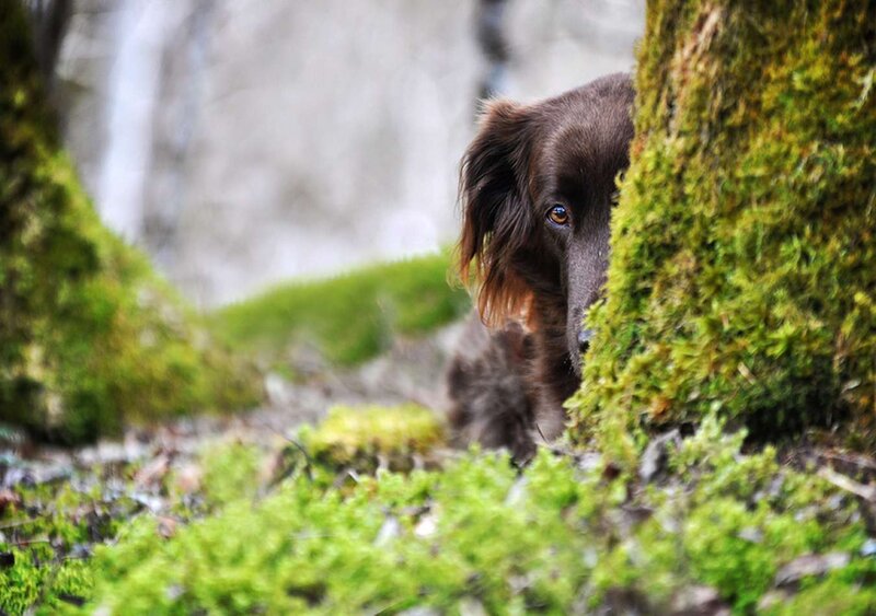 Brown Dog Peeking from Tree