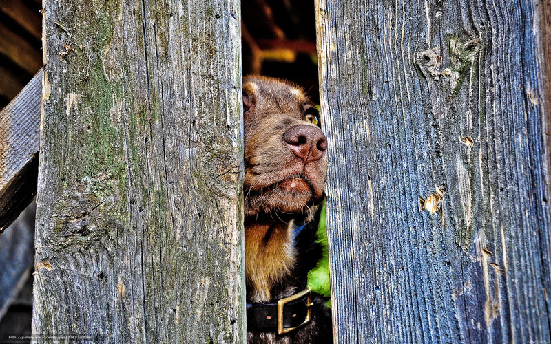 Brown Dog Peeking Through Fence — Curious
