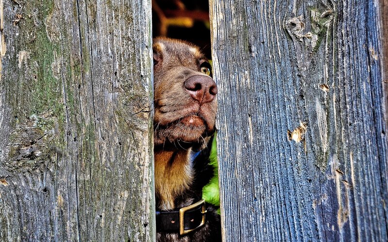 Brown Dog Peeking Through Fence