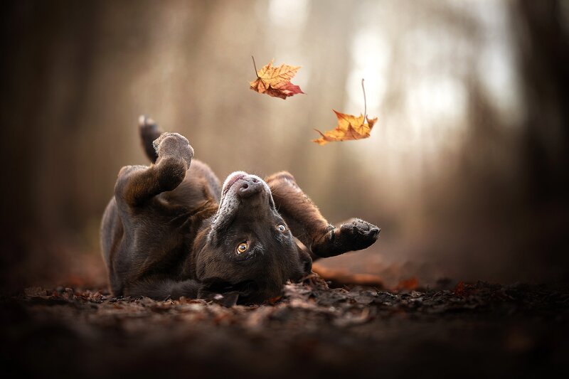 Brown Dog Playing