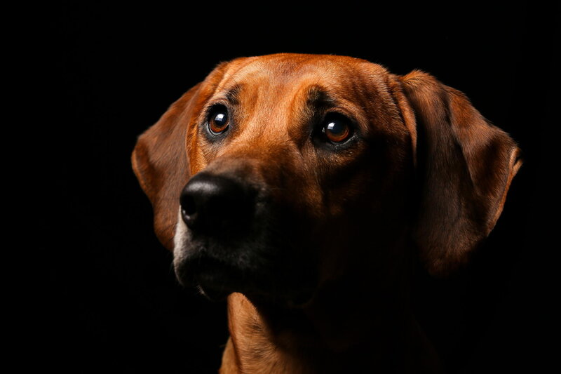 Brown Dog Portrait