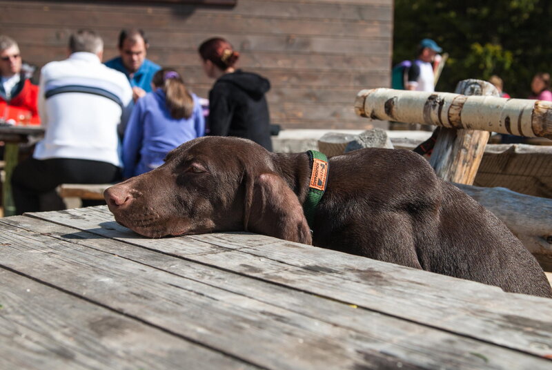 Brown Dog Resting — Calm, Afternoon, Photograph