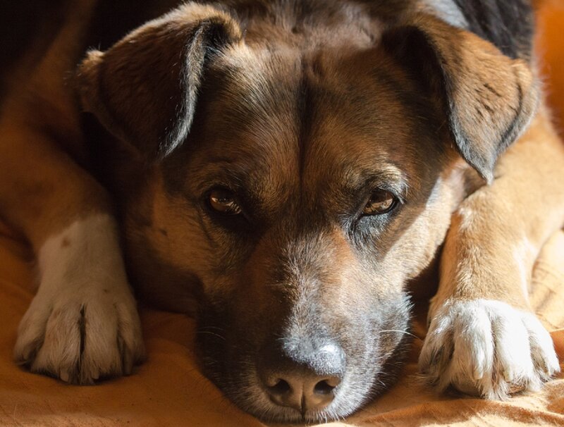 Brown Dog Resting — Calm, Afternoon