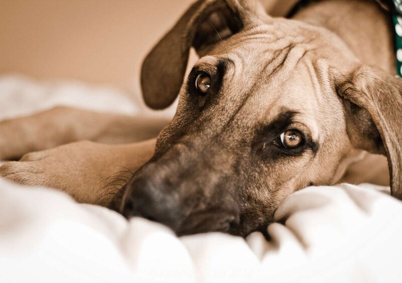 Brown Dog Resting — Calm, Photograph, Bed