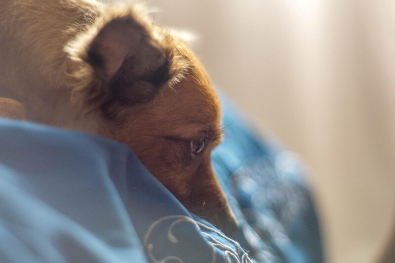 Brown Dog Resting — Calm, Photograph, Blue Fabric