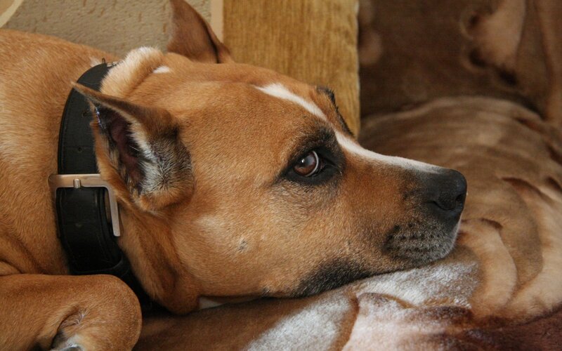 Brown Dog Resting — Calm, Photograph, Collar