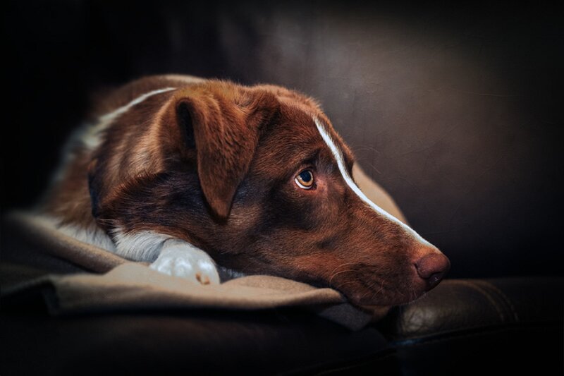 Brown Dog Resting — Calm, Photograph, Couch, Blanket