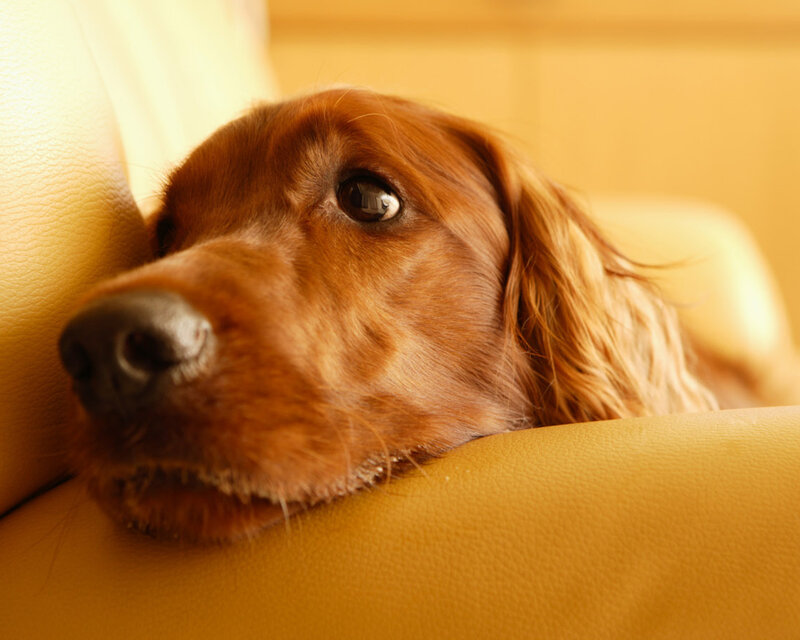 Brown Dog Resting — Calm, Photograph, Couch