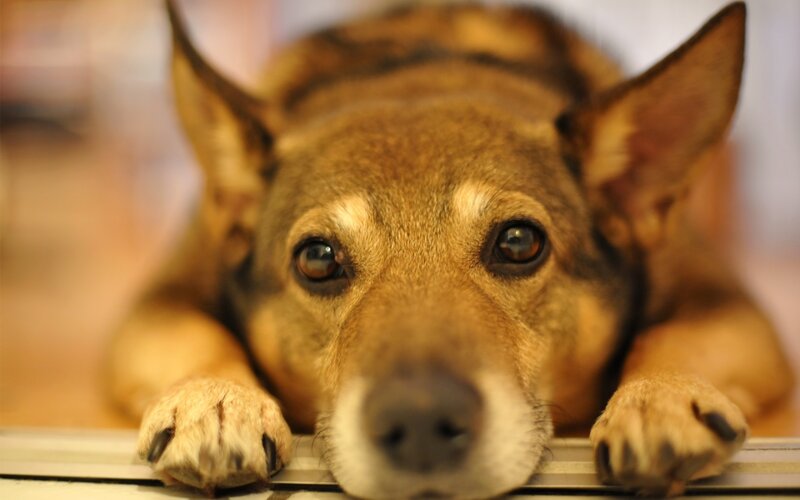 Brown Dog Resting — Calm, Photograph, Paws