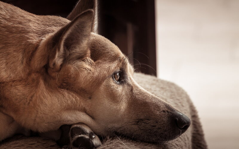 Brown Dog Resting — Calm, Photograph, Pillow, Floor