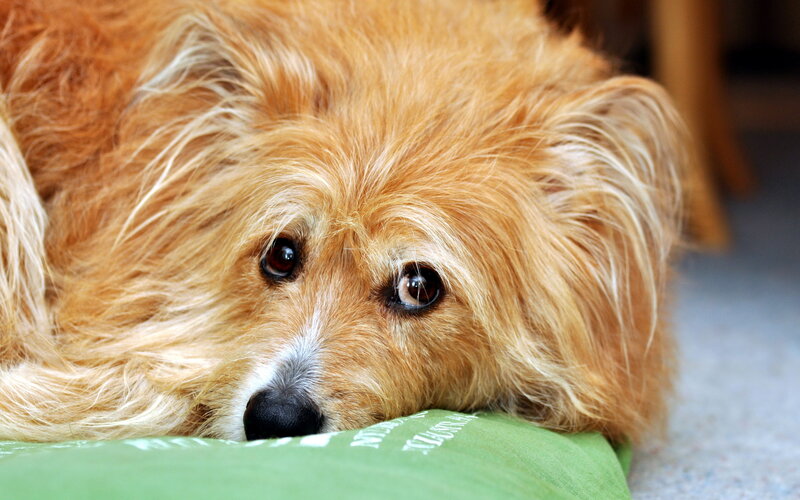 Brown Dog Resting — Calm, Photograph, Pillow