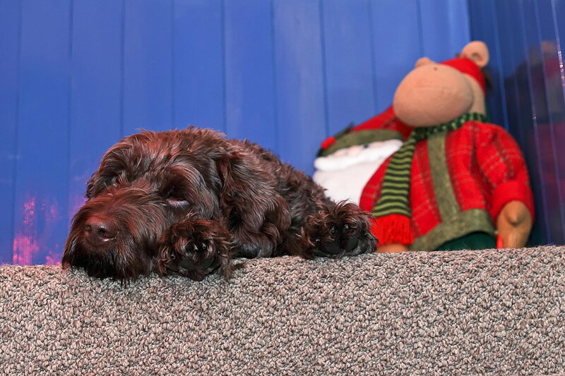 Brown Dog Resting — Calm, Photograph, Stuffed Animal