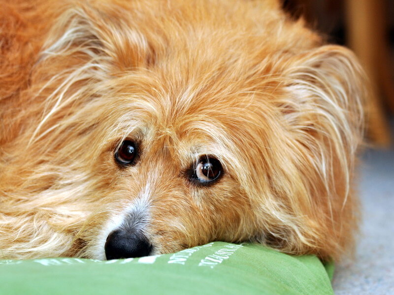 Brown Dog Resting — Calm, Photograph