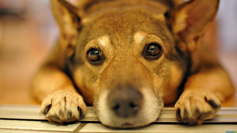 Brown Dog Resting — Calm