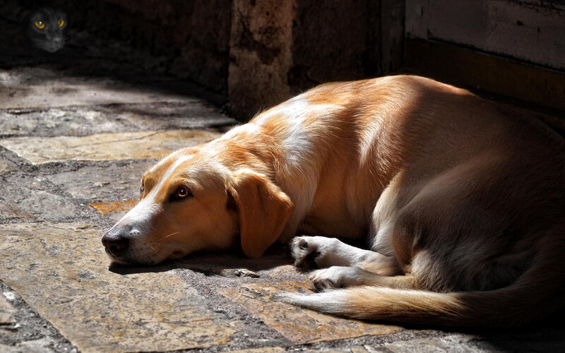 Brown Dog Resting — Dramatic