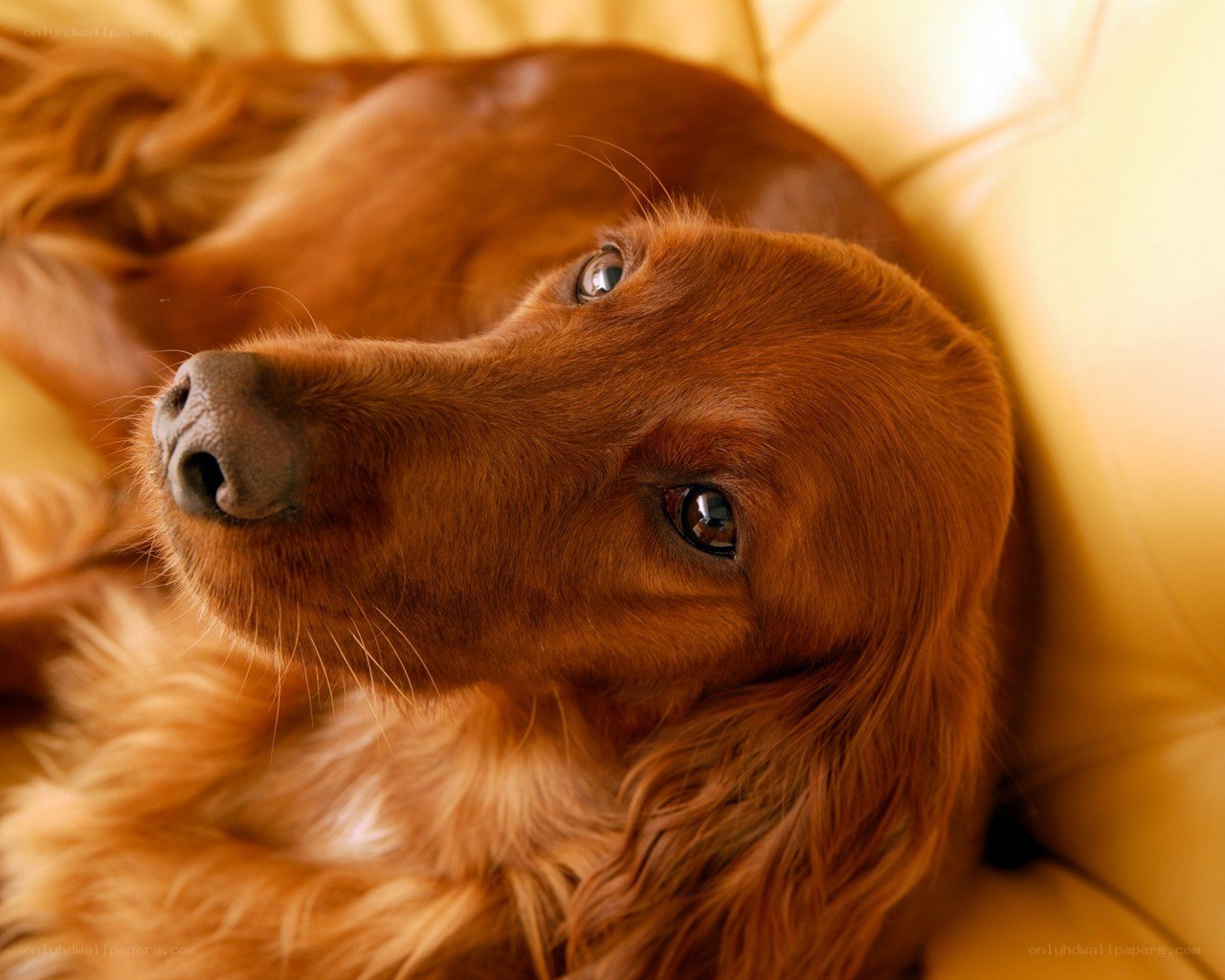brown dog resting on couch
