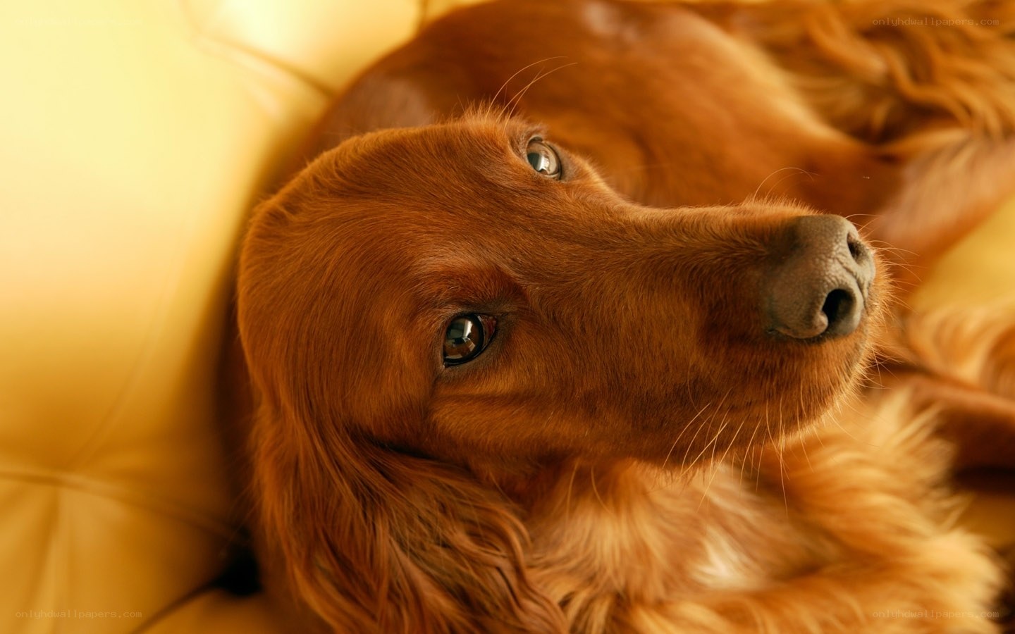 brown dog resting on couch
