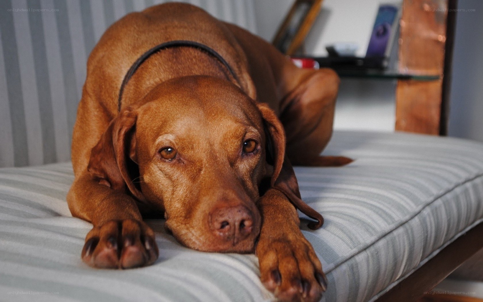 brown dog resting on couch