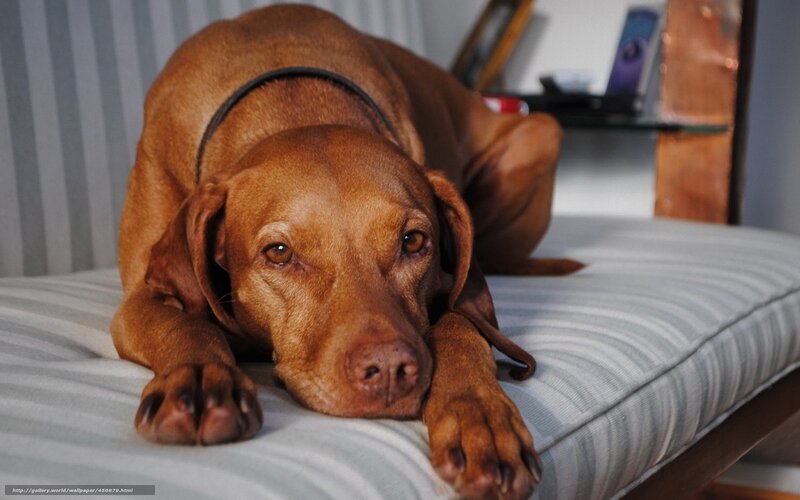 brown dog resting on cushion