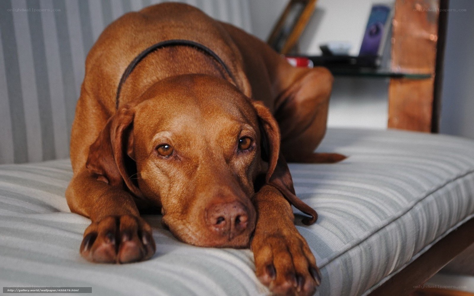 brown dog resting on cushion