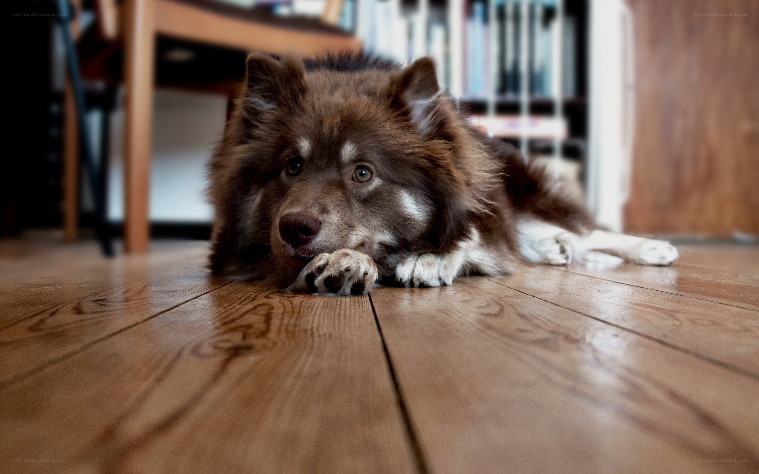 brown dog resting on floor