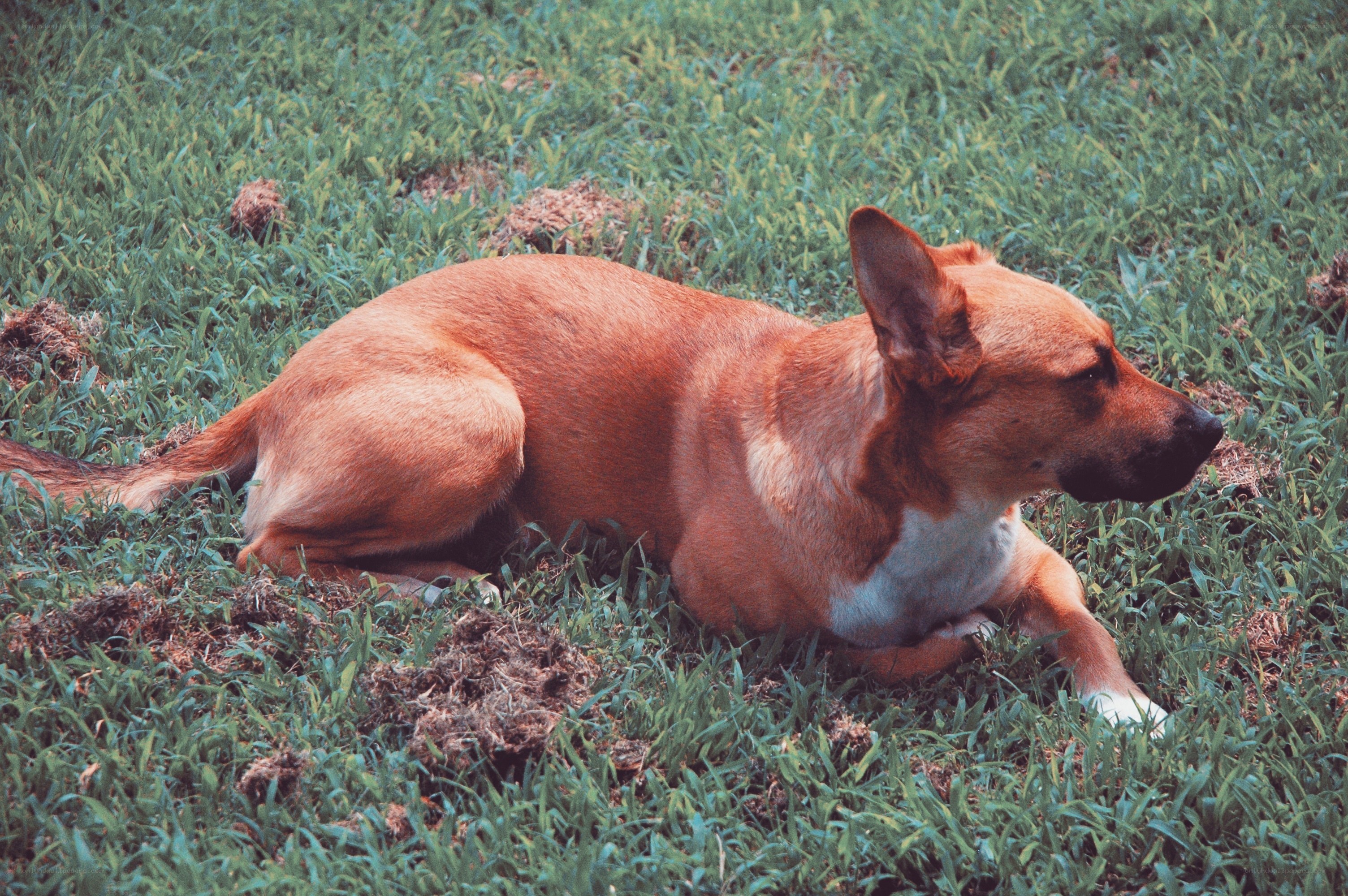brown dog resting on grass