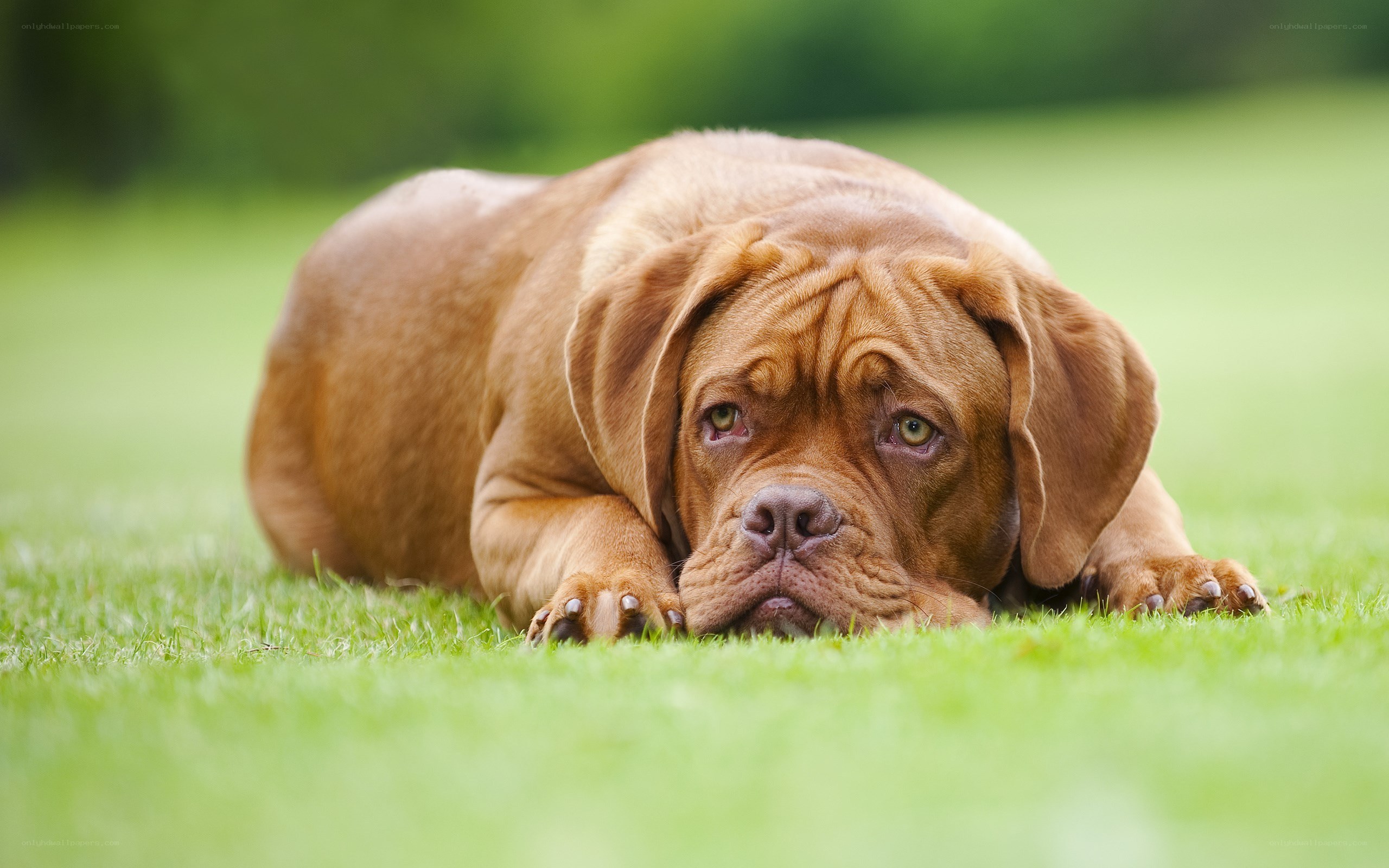 brown dog resting on grass