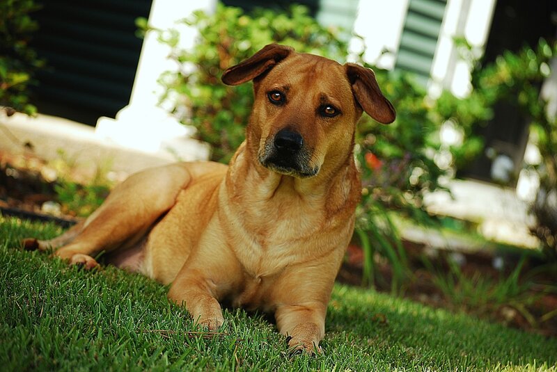 brown dog resting on grass