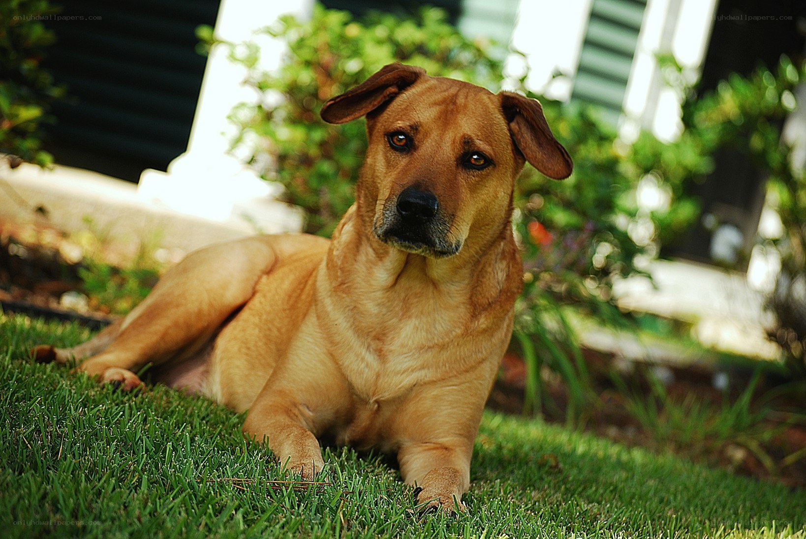brown dog resting on grass