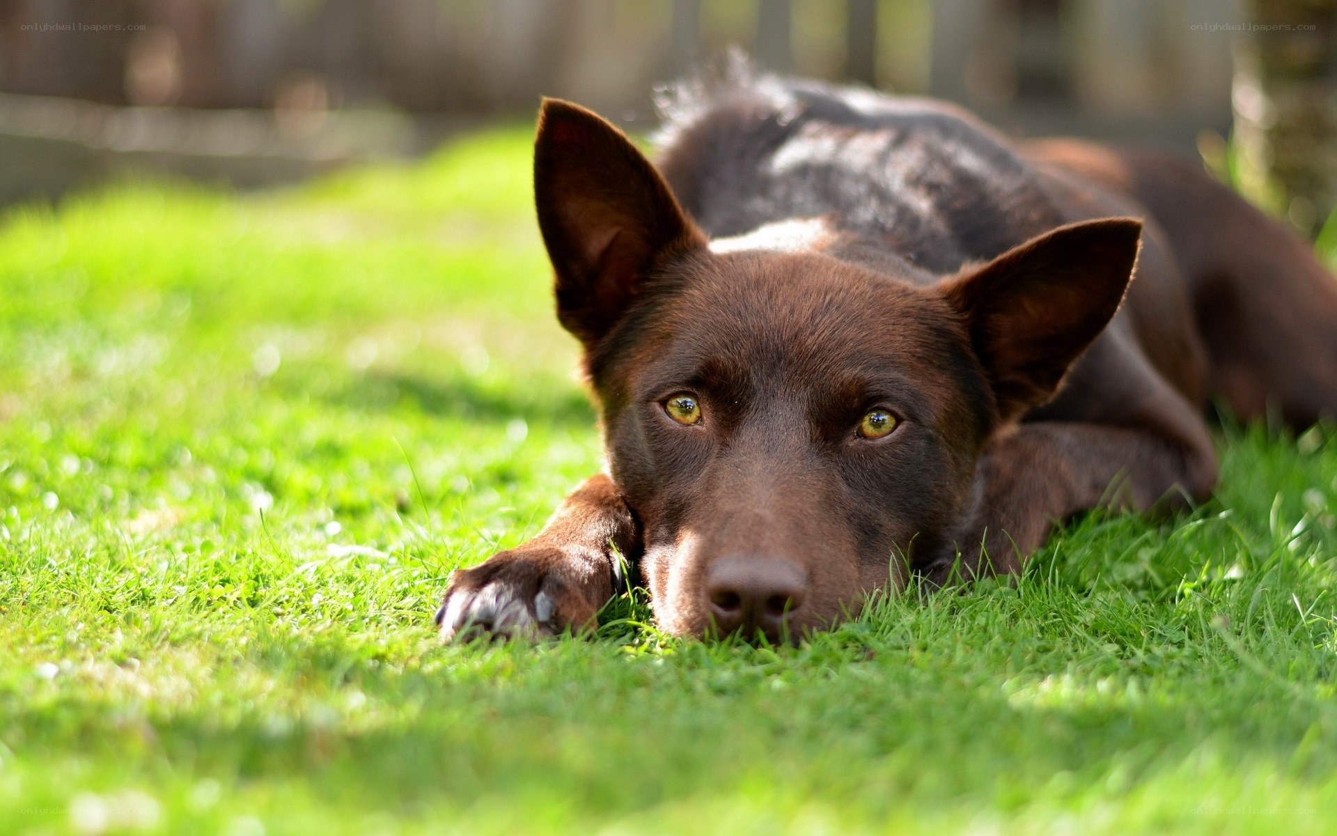 brown dog resting on grass