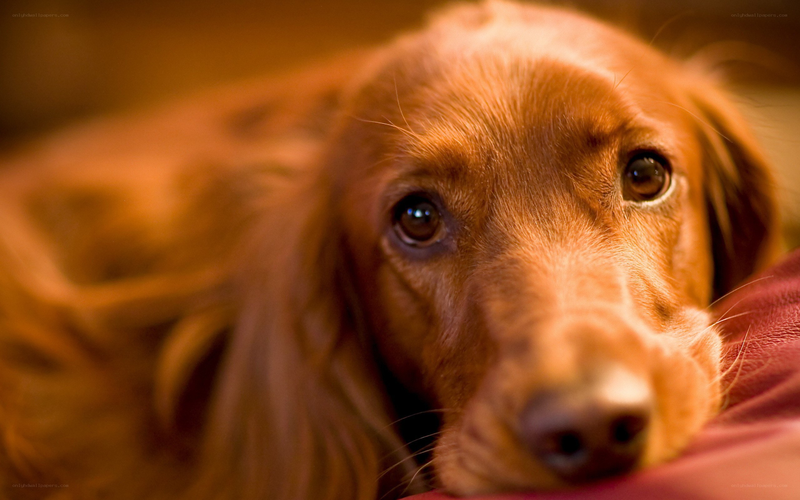 brown dog resting on pillow