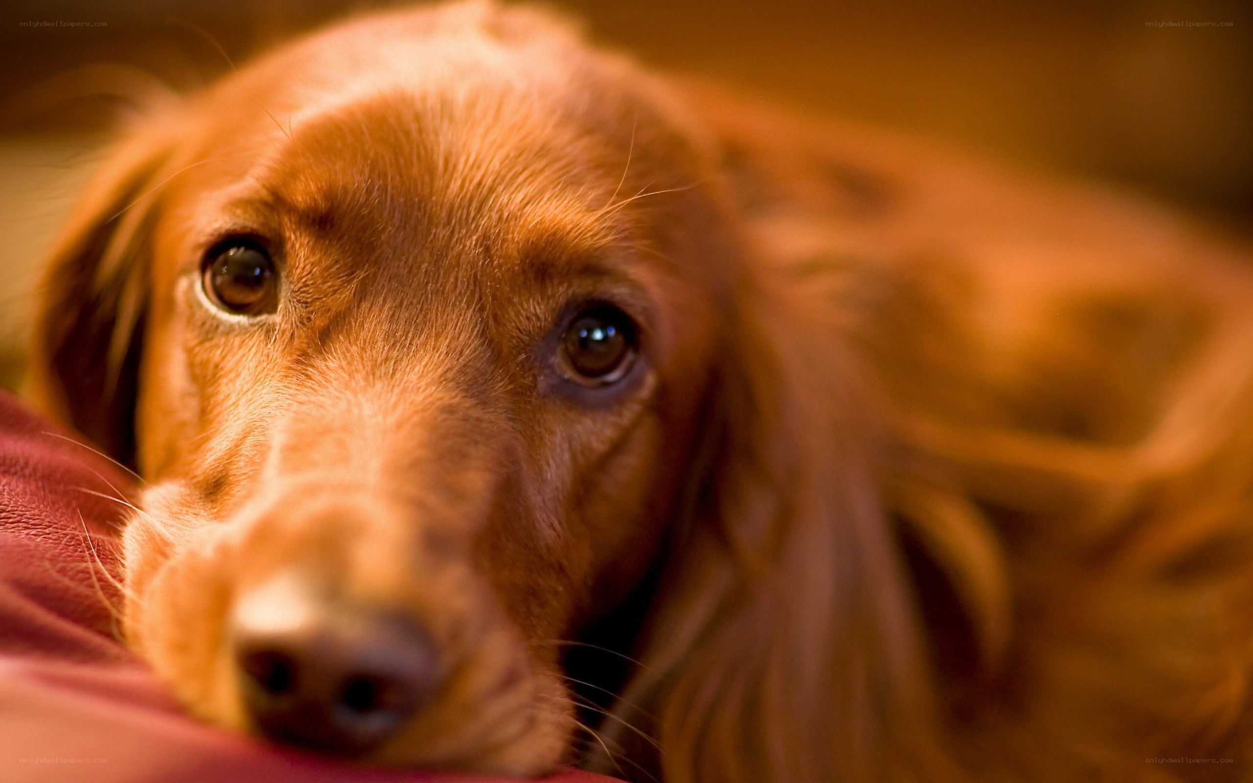 brown dog resting on pillow
