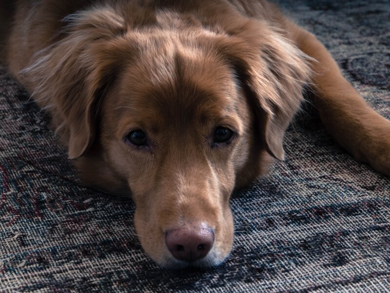 brown dog resting on rug