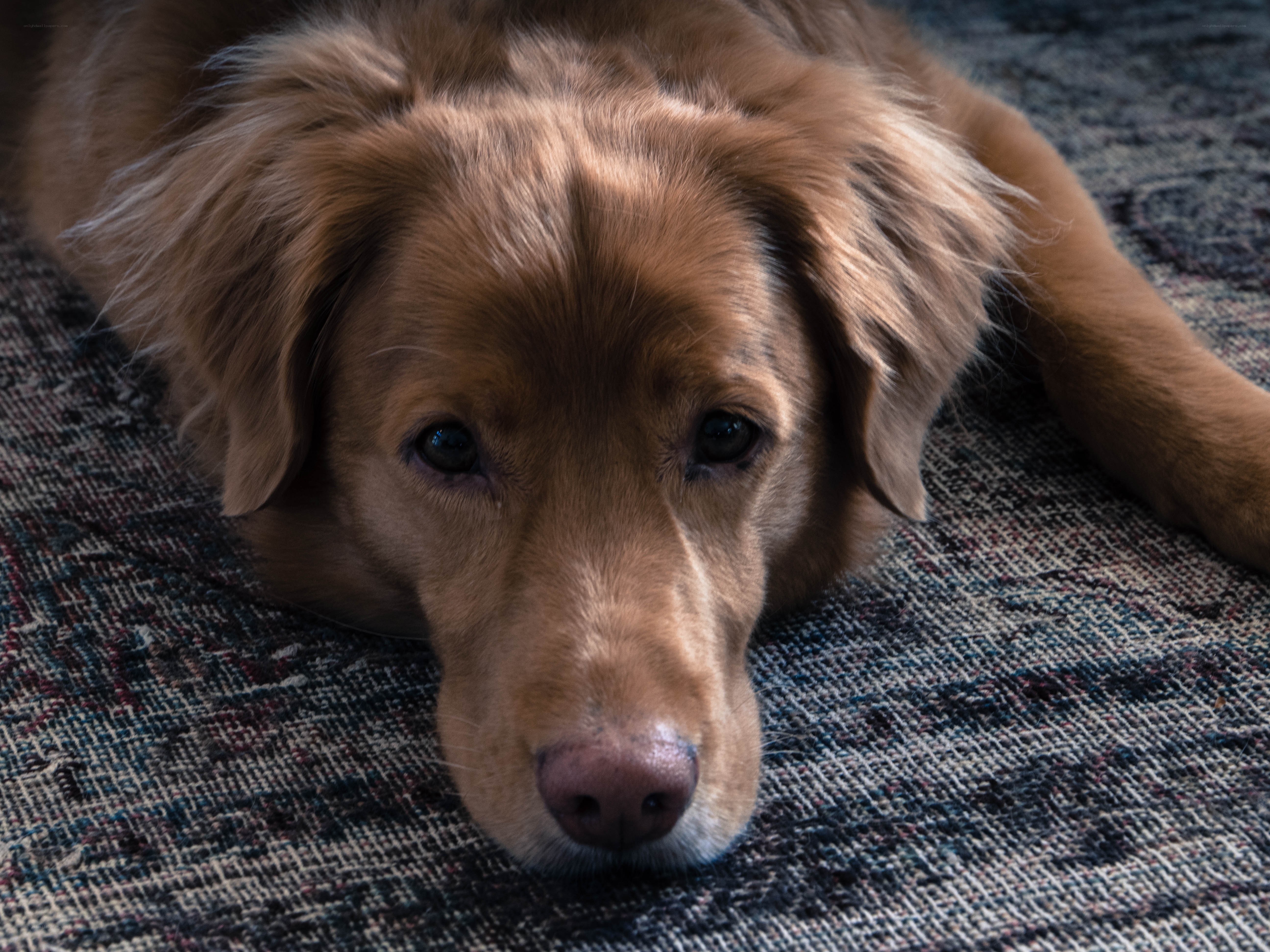 brown dog resting on rug