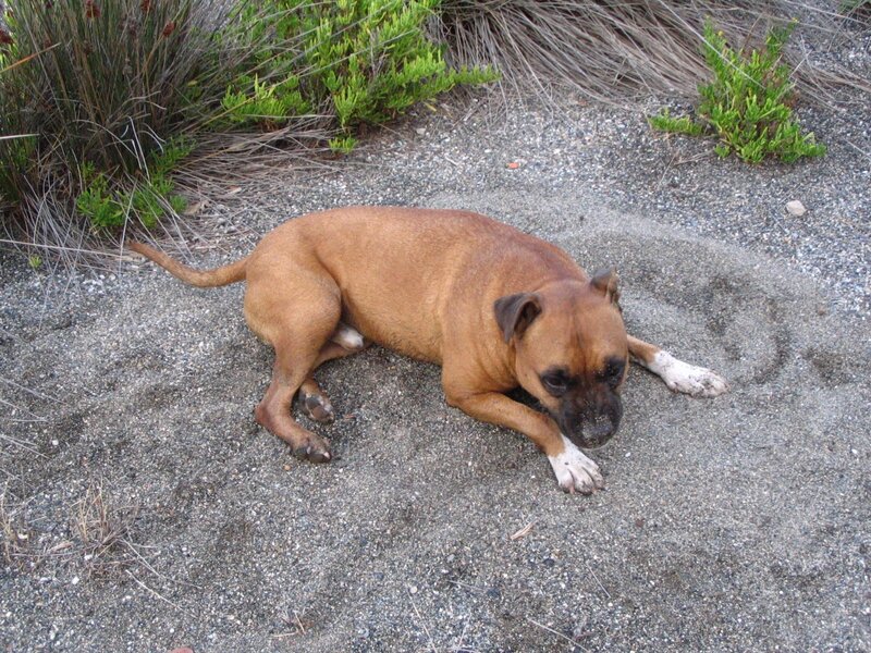 brown dog resting on sand