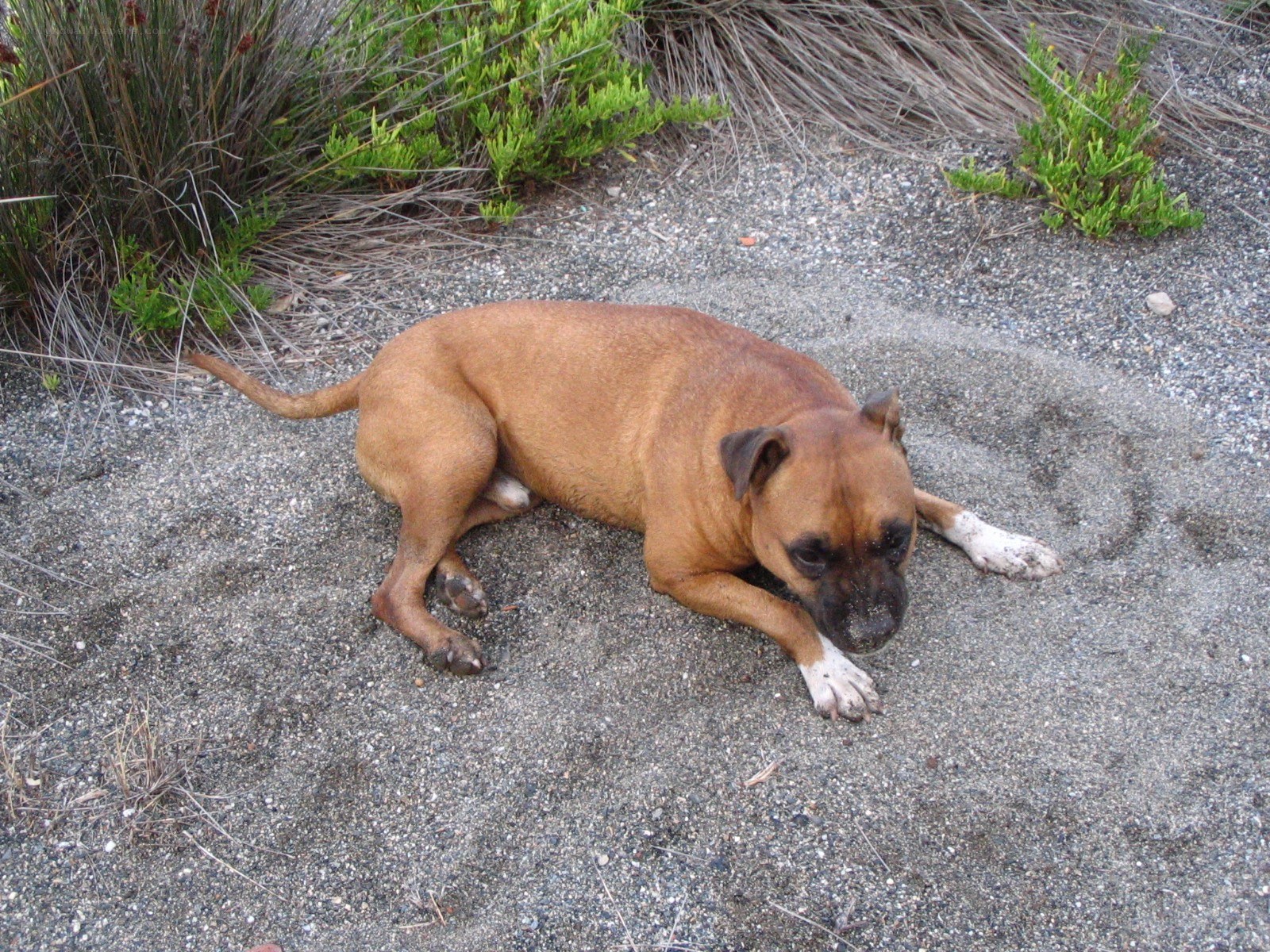 brown dog resting on sand
