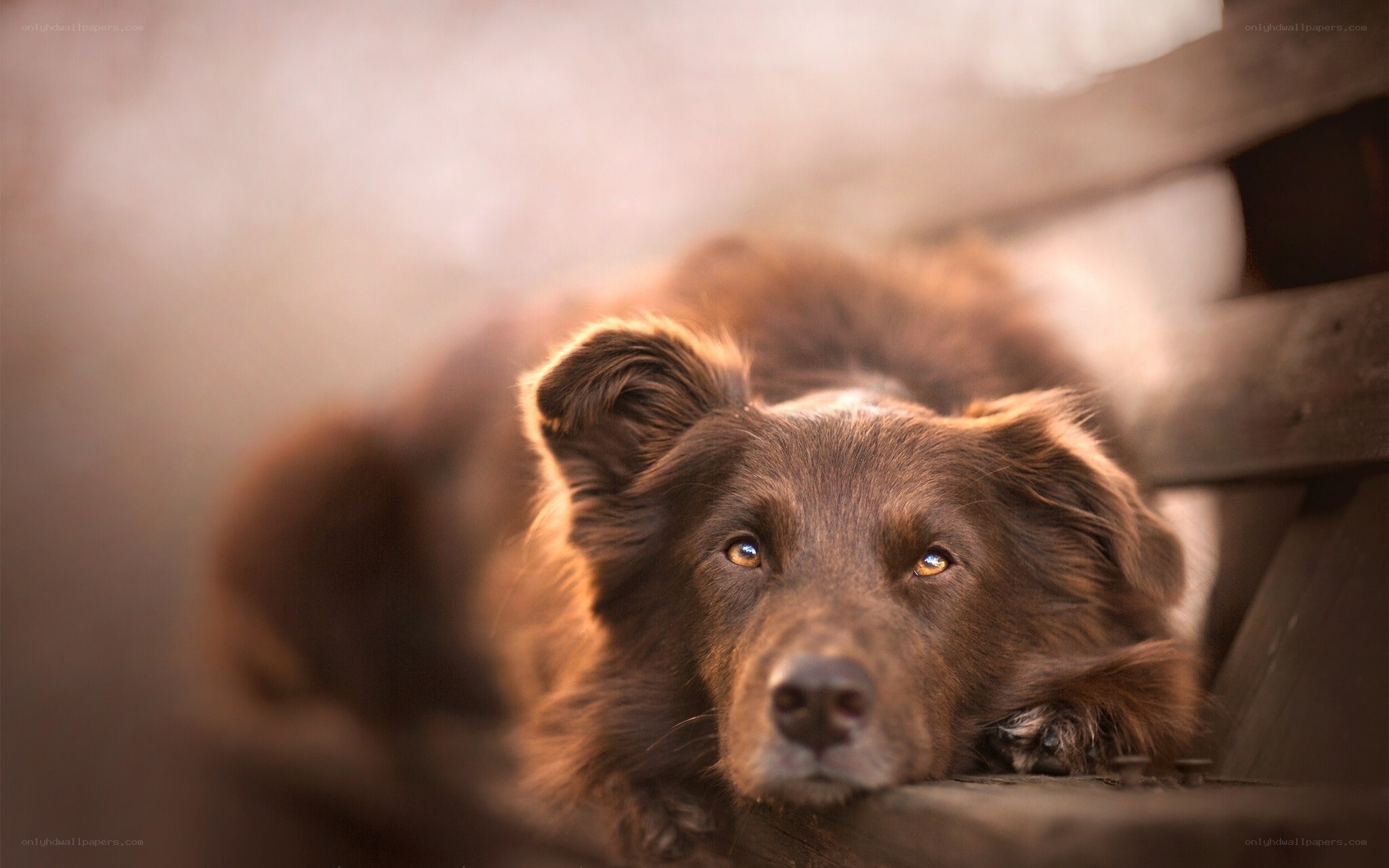 brown dog resting on wood