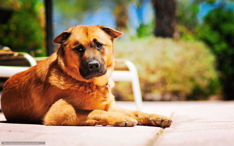 brown dog resting outside