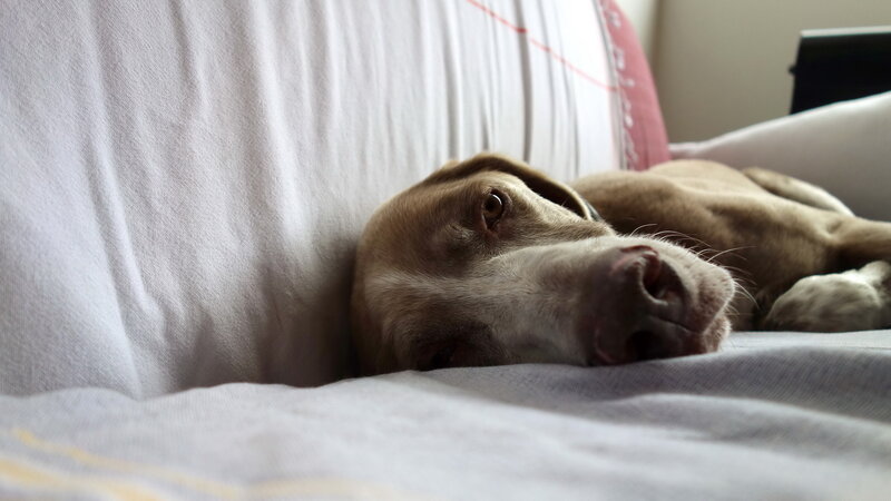 Brown Dog Resting — White
