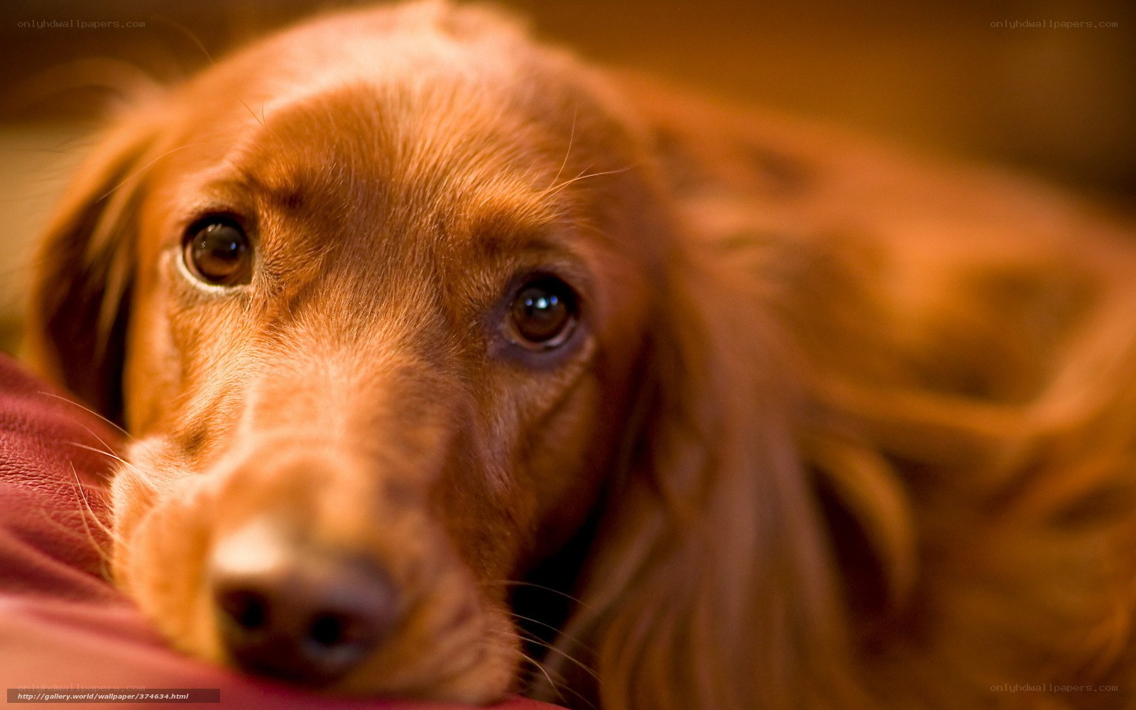 brown dog resting
