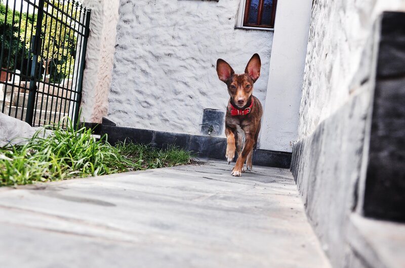 Brown Dog Running — Active, Afternoon
