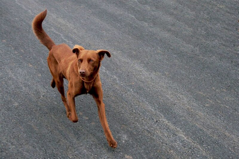 Brown Dog Running — Active, Photograph, Asphalt, Gray