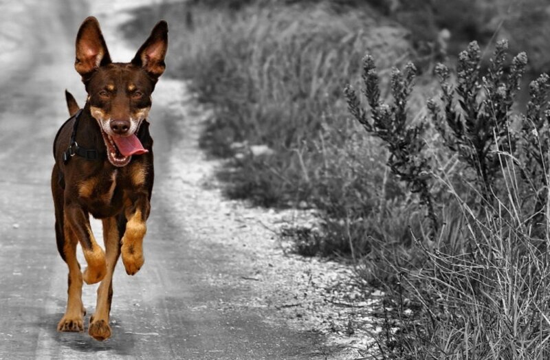 Brown Dog Running — Active, Photograph, Path