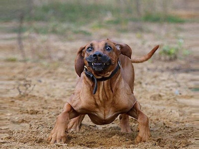 Brown Dog Running — Active, Photograph