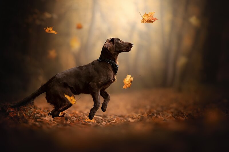 Brown Dog Running — Dynamic