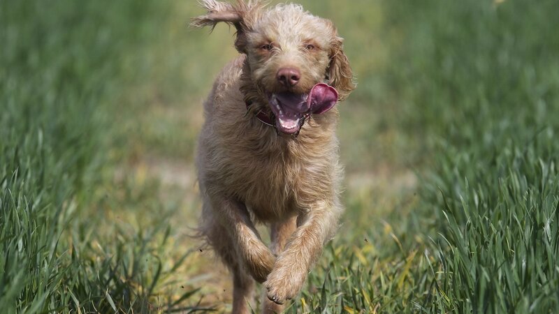 Brown Dog Running — Green