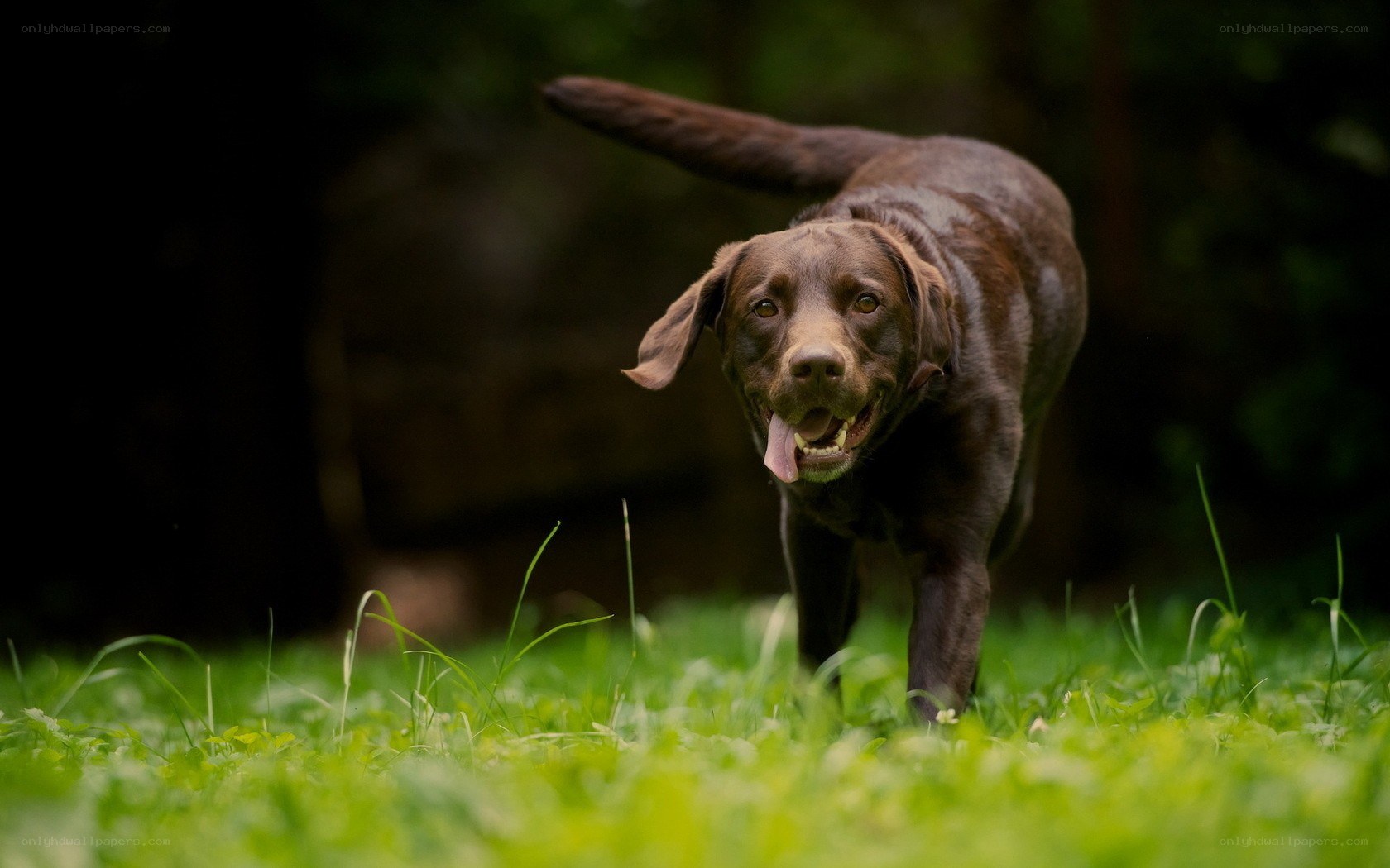 brown dog running in grass