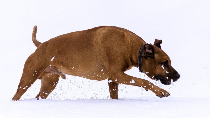 Brown Dog Running in Snow — Active