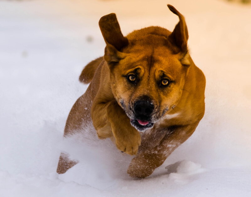 Brown Dog Running in Snow
