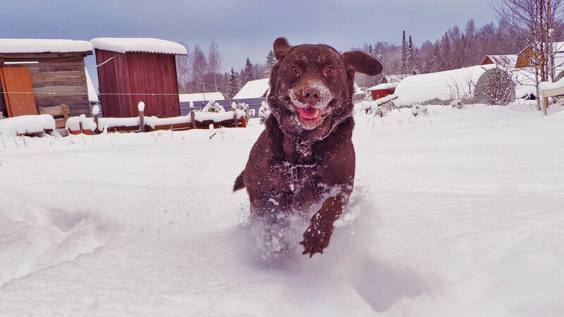 Brown Dog Running in Snow — White, Active